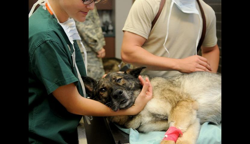 veterinari leskovac