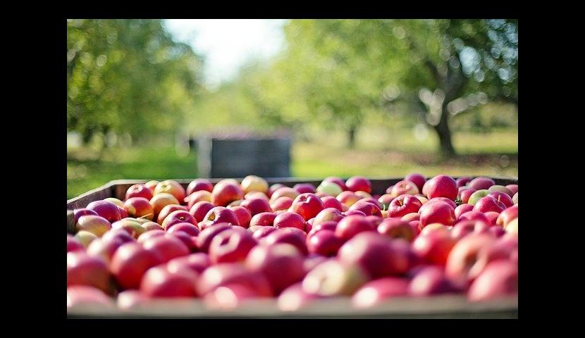 FARM FRUIT hladnjaca srbija