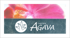 AGAVA CVEĆARA